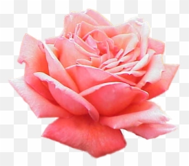 Free Pink Roses Transparent Background - No Emoji