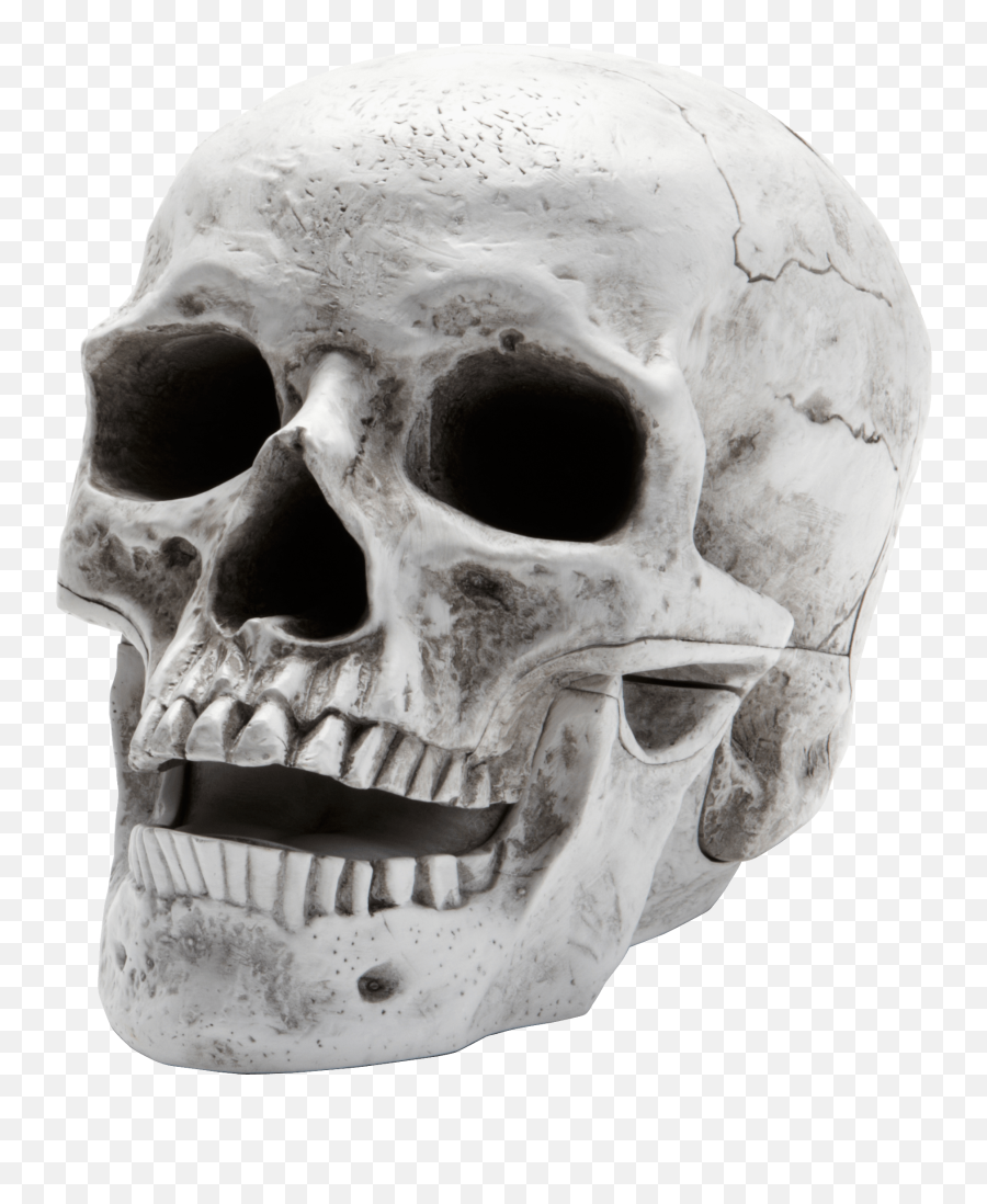Sideview Large Skull Transparent Png - Skull Transparent Png Emoji,Skeleton Emoji