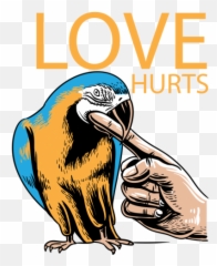 Love Hurts Sun Conure Parrot Biting - Conure Emoji,Birb Emoji