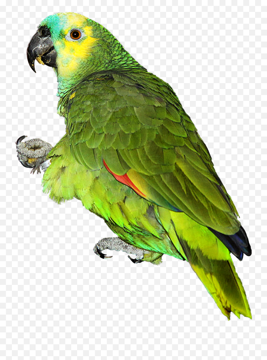 Parrot Exotic Bird Feathers Africa Asia Tropical Animal - Parrot Png Emoji,Parrot Emoji
