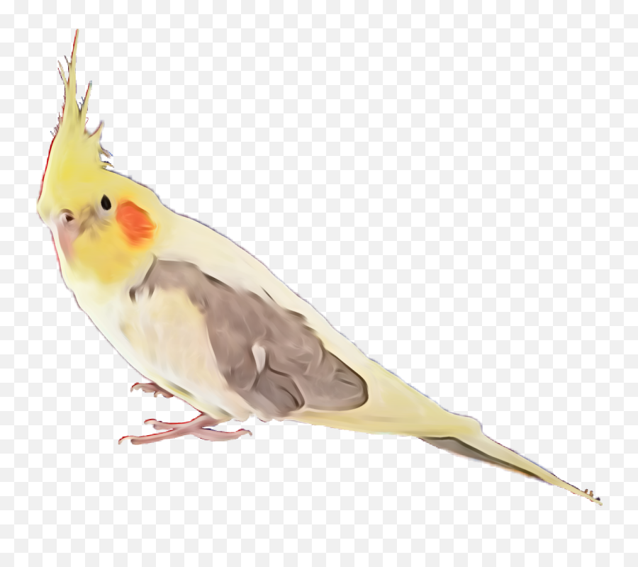 Cockatiel Bird Feather Feathers Exotic - Cockatiel Clipart Transparent Background Emoji,Cockatiel Emoji