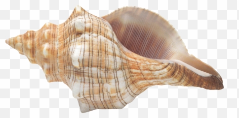 Conch Png - Sea Shell Png Emoji,Conch Shell Emoji