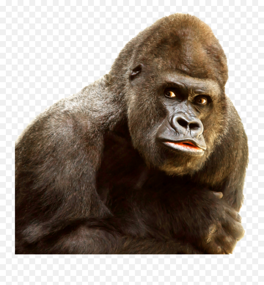 Gorilla Sticker By Alex - King Kong Face Png Emoji,Gorilla Emoji