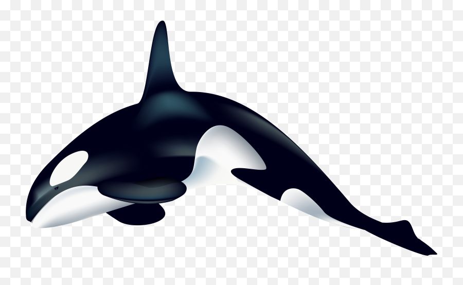 Orca Transparent Png Clipart Free - Transparent Orca Clipart Emoji,Orca Emoji