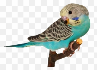 Bird Budgie Parakeet Freetoedit - Emoji