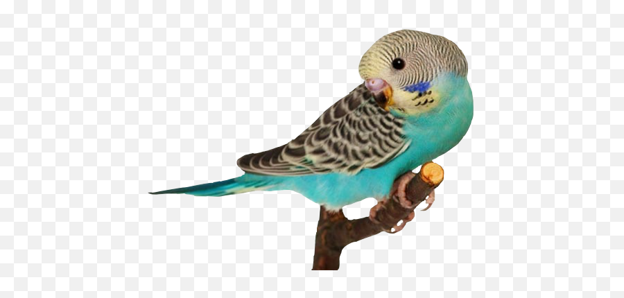 Bird Budgie Parakeet Freetoedit - Budgie Emoji,Parakeet Emoji