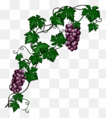 mq blue grape grapes vine vines - Grape Vine Png Emoji