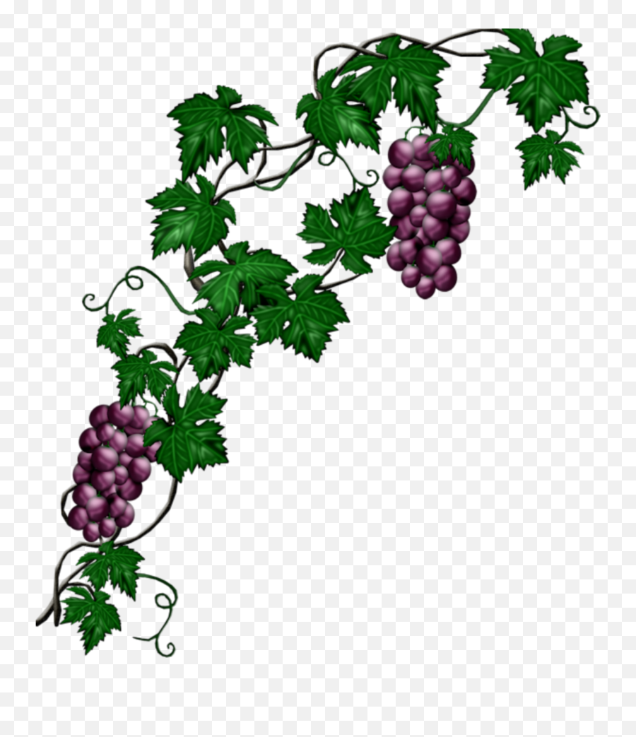 Mq Blue Grape Grapes Vine Vines - Grape Vine Png Emoji,Grape Emoji
