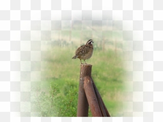 Download Bob Quail Bird Sitting On A - Emoji