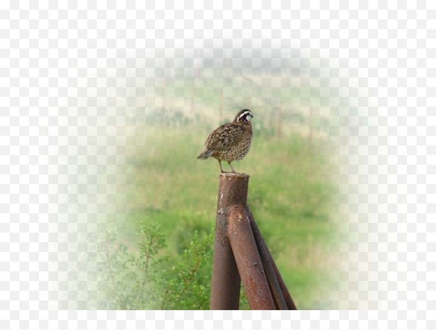 Download Bob Quail Bird Sitting On A - Quail Emoji,Quail Emoji