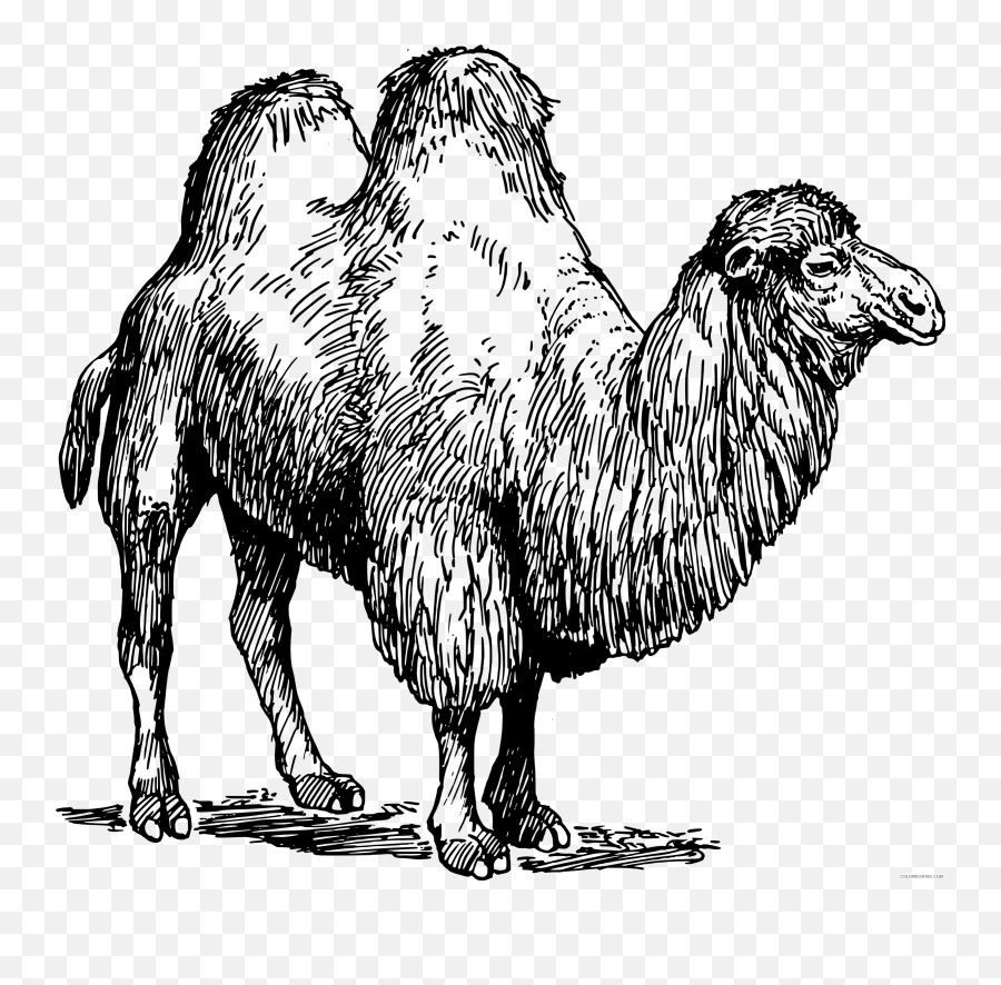 Black And White Camel Coloring Pages Papapishu Camel 02 Bpng - Bactrian Camel Coloring Page Emoji,Camel Emoji
