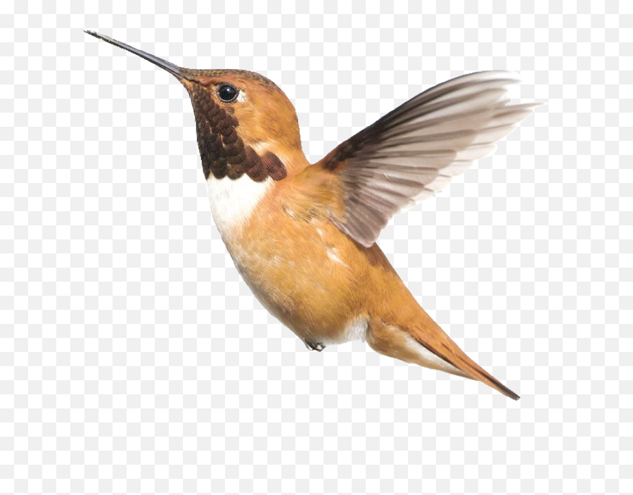 Hummingbird Bird Pngs Png Sticker - Muurstickers Babykamer Babydieren Emoji,Hummingbird Emoji