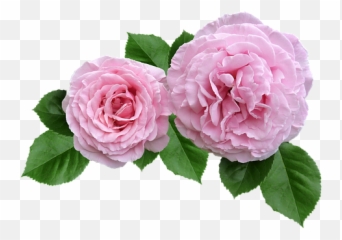 Pink Rose Cut Out Transparent Png Image - Ruffled Emoji