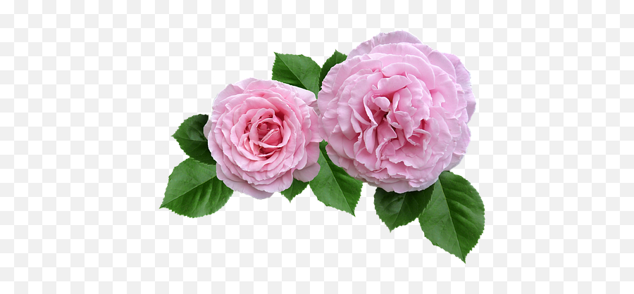 Pink Rose Cut Out Transparent Png Image - Pink Ruffled Rose Emoji,Pink Rose Emoji
