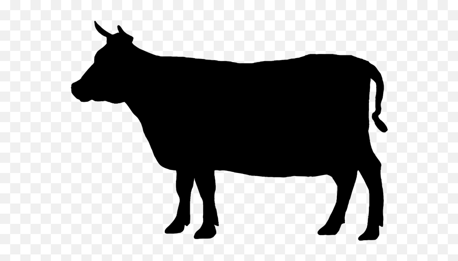 Angus Cattle Welsh Black Cattle Beef Cattle Jersey Cattle - Cow Png Black Emoji,Welsh Emoji