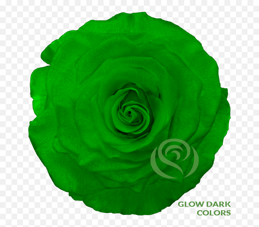 Glow Preserved Flowers - Garden Roses Emoji,Persian Flag Emoji