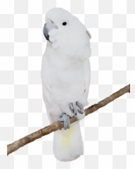 Sulphur - Cockatoo Png Emoji