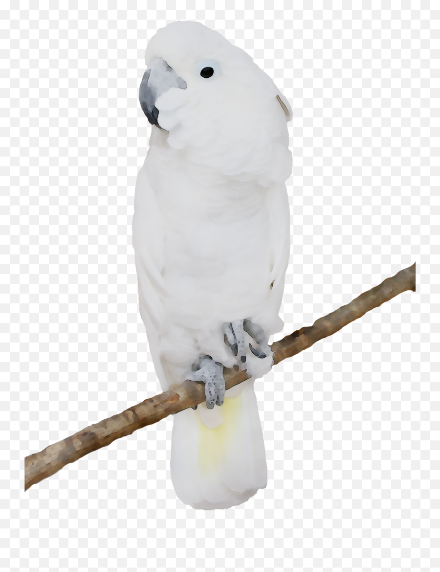 Sulphur - Cockatoo Png Emoji,Parakeet Emoji