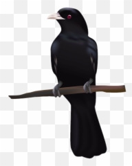Raven Bird Black Rabe Tier Schwarz - Koyal Bird Emoji,Raven Bird Emoji