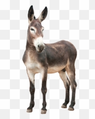 Donkey Png Images Free Download - Donkey Png Emoji,Donkey Emoji Download