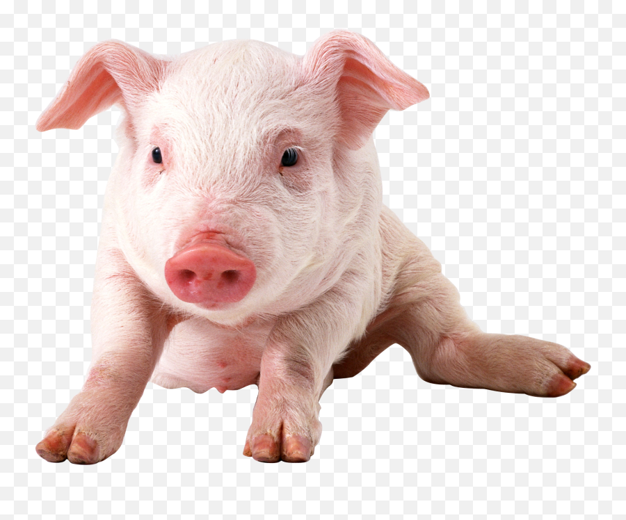 Free Pig Clipart For Photoshop Emoji,Pigs Emoticons