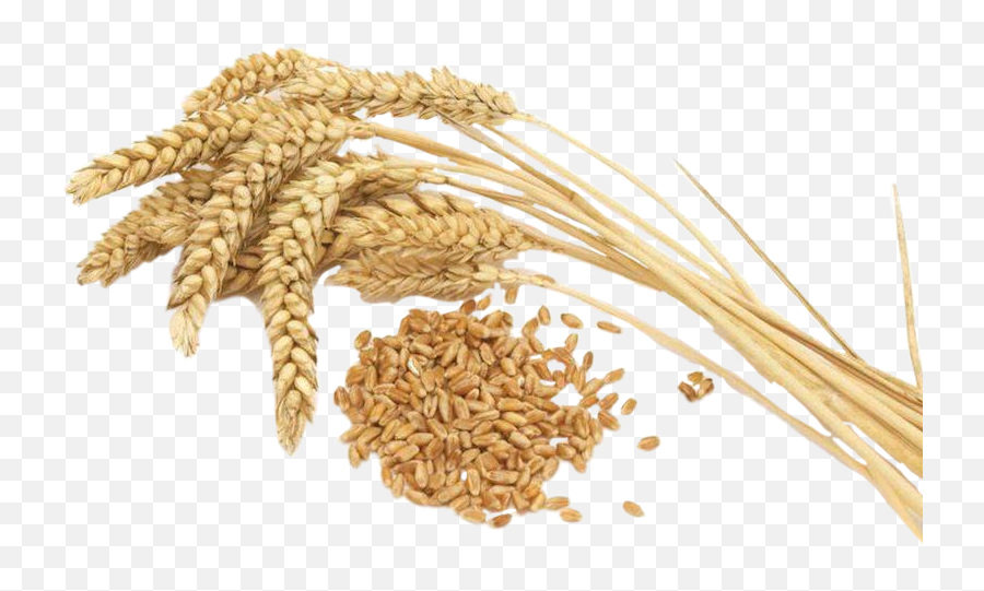 Grain Wheat Sticker - Rice Wheat Emoji,Wheat Emoji