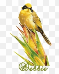 Debbie - Good Morning Gif Beautiful Birds Emoji,Oriole Emoji