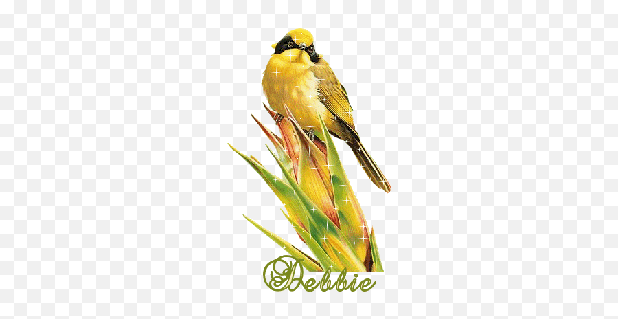Debbie - Good Morning Gif Beautiful Birds Emoji,Oriole Emoji