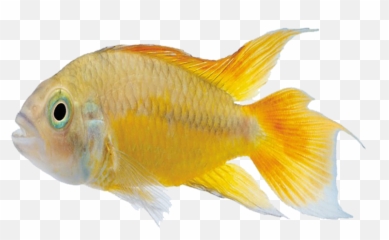 Carassius Auratus Marine Biology - Goldfish Emoji
