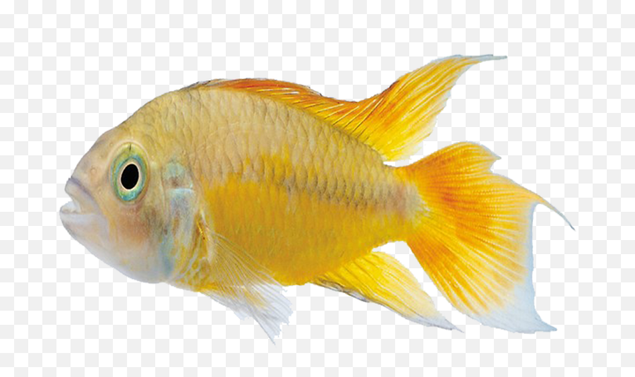 Carassius Auratus Marine Biology - Goldfish Emoji,Tropical Fish Emoji