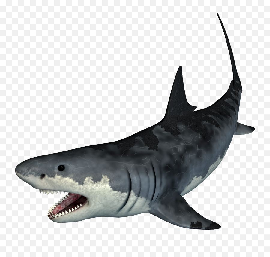 Freetoedit Amazing Creative Shark Angry Taylorfotosho - Tiger Shark Png Emoji,Shark Emoji