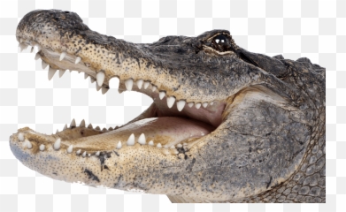 Saltwater Crocodile Png Picture Saltwater Crocodile Png - Alligators In Orlando Walt Disney World Emoji,Alligator Emoji