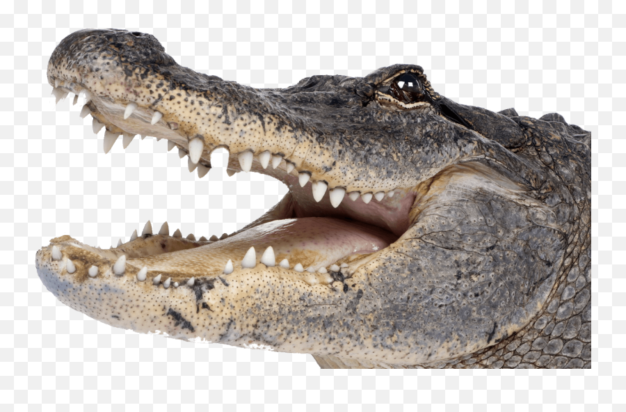 Saltwater Crocodile Png Picture Saltwater Crocodile Png - Alligators In Orlando Walt Disney World Emoji,Alligator Emoji