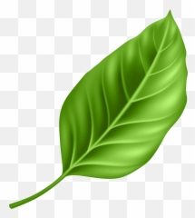 Clipart Png Leaf Emoji,Basil Emoji