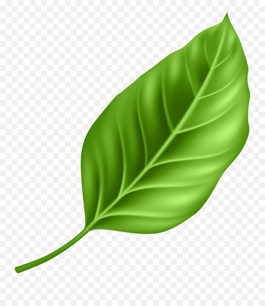 Clipart Png Leaf Emoji,Basil Emoji