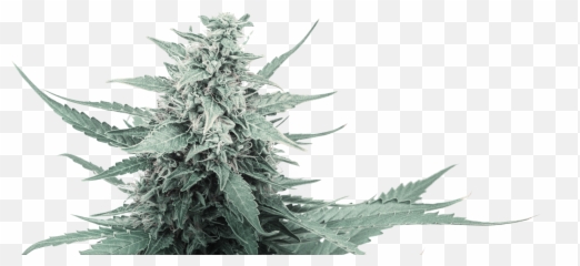 22red - Language Emoji,Marijuana Leaf Emoji