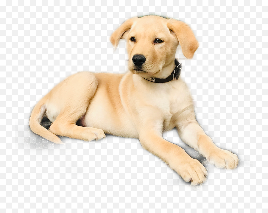 The Most Edited - Martingale Emoji,Black Lab Emoji