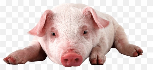 Download Pig Png Image Hq Png Image - Pigs Png Emoji,Pig Knife Emoji