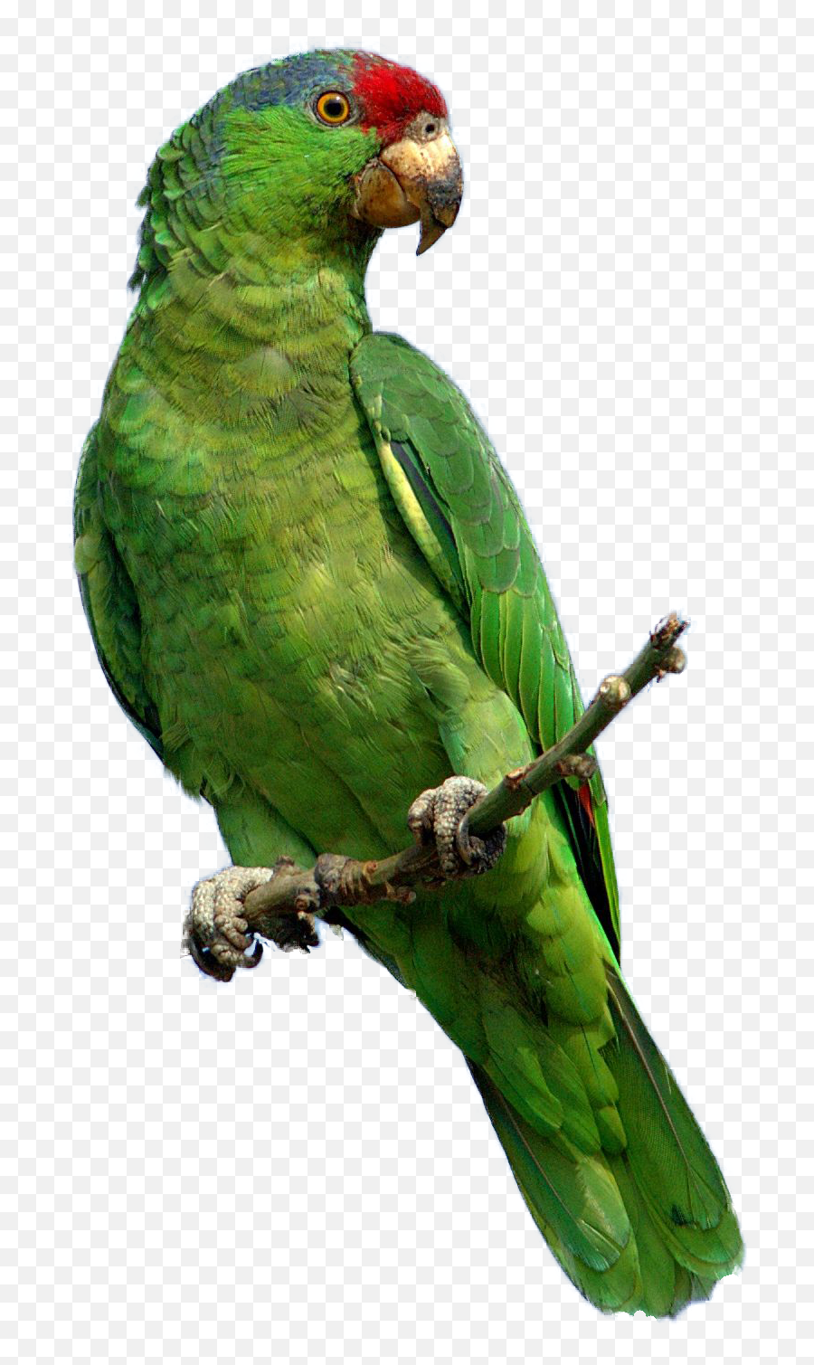 Parrot Clipart Perico Parrot Perico Transparent Free For - Green Parrot Png Emoji,Parrot Emoji