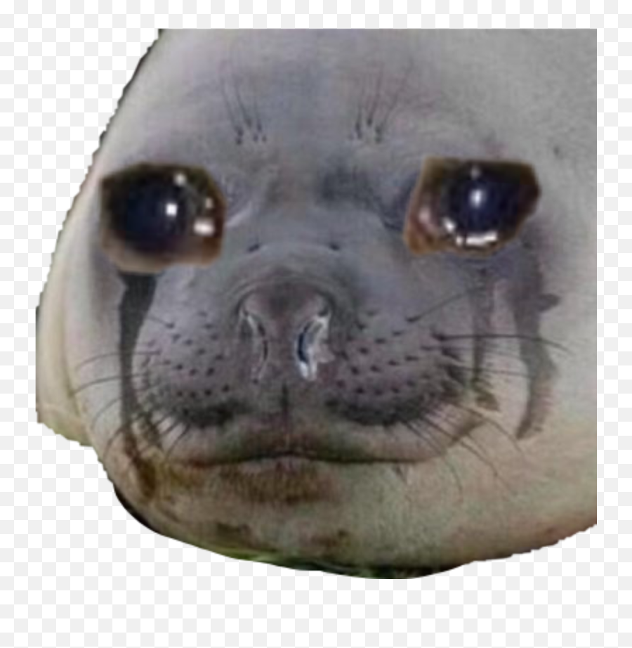Crying Cat Tumblr Posts - Crying Seal Emoji,Crying Cat Emoji