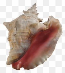 Seashell Png - Conch Shell Emoji,Conch Shell Emoji