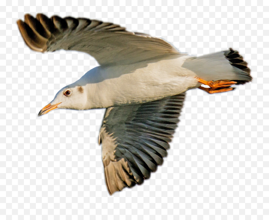 Seagull Bird - Sticker By Audre Great Gull Emoji,Seagull Emoji