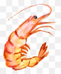 Seafood Drawing Shrimp Tail Transparent - Painting Png Emoji