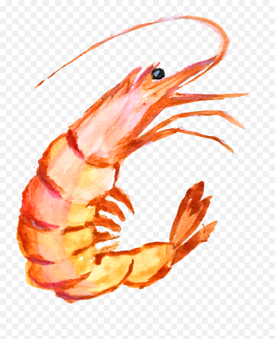 Seafood Drawing Shrimp Tail Transparent - Shrimp Painting Png Emoji,Emoji Tiger And Shrimp