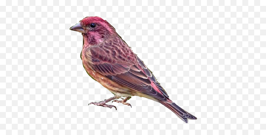 Largest Collection Of Free - American Rosefinches Emoji,Finch Emoji