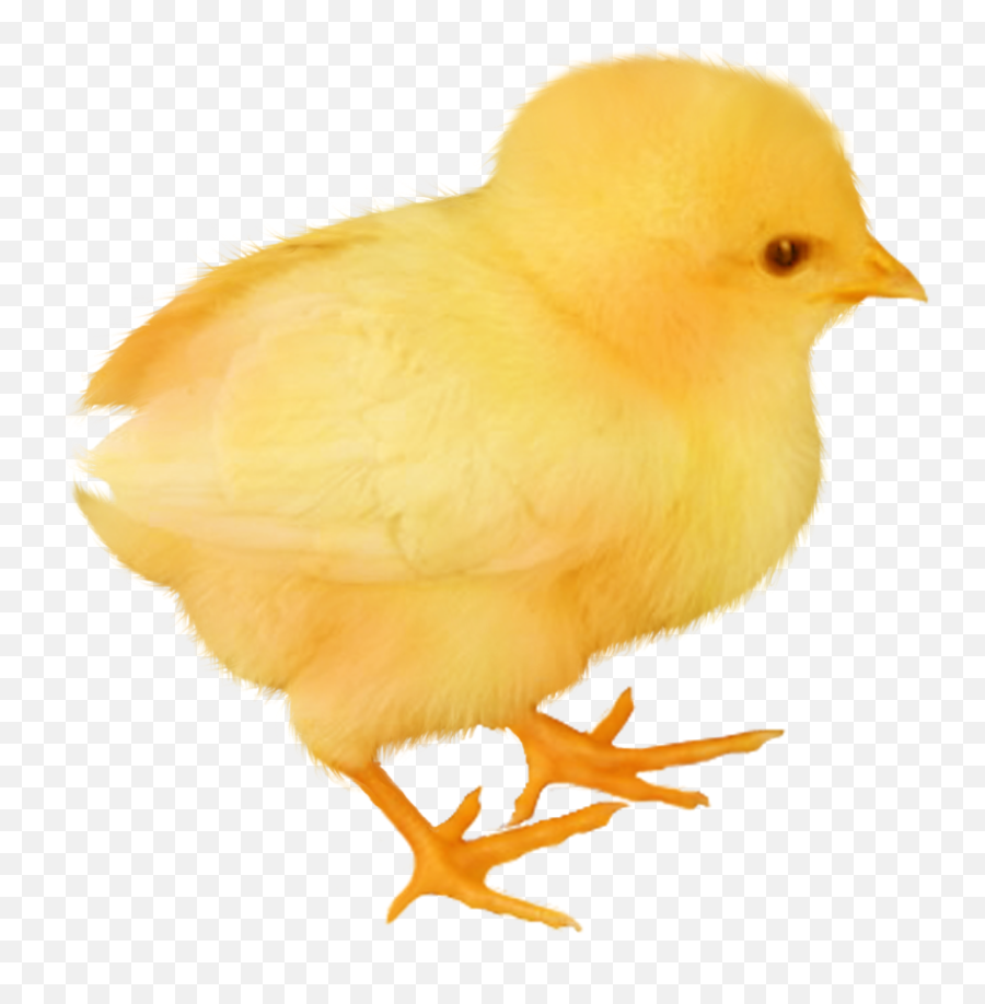 Baby Chick Png - Baby Chicken Transparent Emoji,Baby Chicken Emoji
