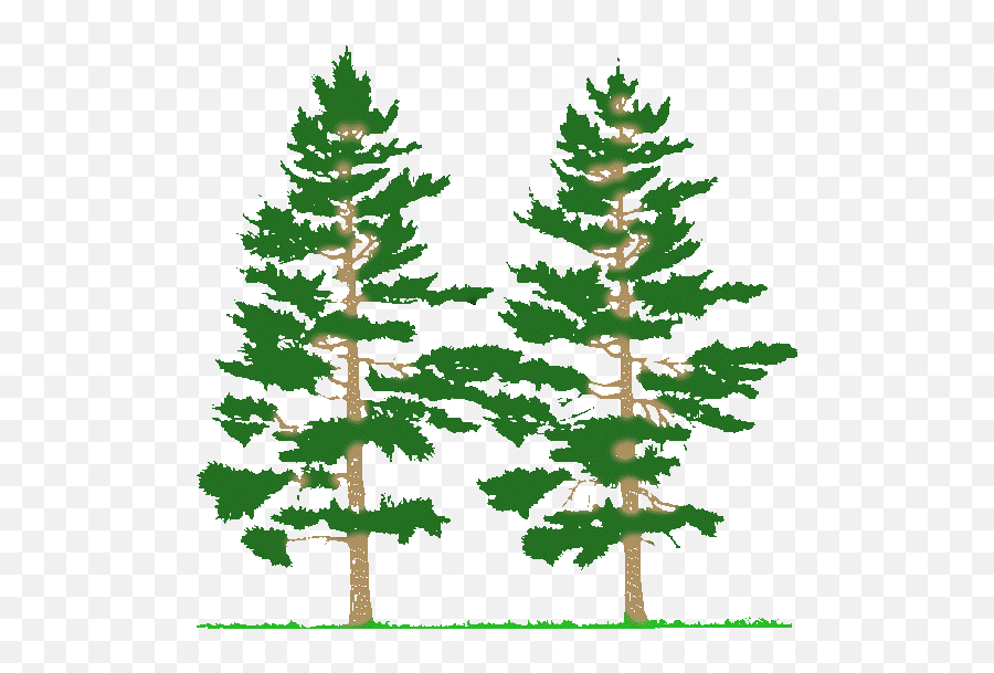 Pine Tree Clip Art Black And White Clipart Image - Farming Simulator 2017 Mods Trees 2017 Emoji,Pine Tree Emoji