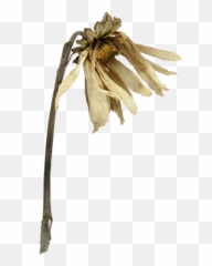 Wilting Flower Polyvore - Wilted Plant Transparent Background Emoji,Wilted Rose Emoji