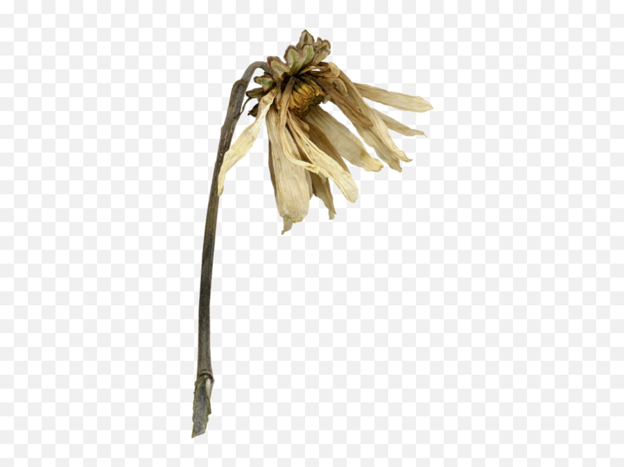 Wilting Flower Polyvore - Wilted Plant Transparent Background Emoji,Wilted Rose Emoji