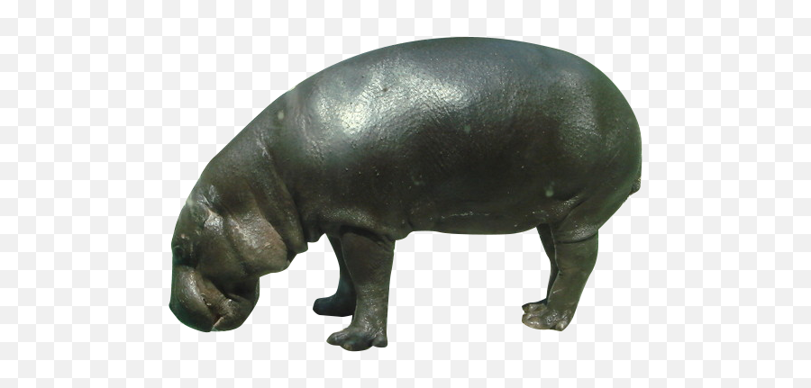 Pygmy Hippopotamus Rhinoceros Wildlife - Pygmy Hippo Transparent Background Emoji,Hippo Emoji